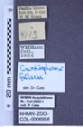 Etikette zu Cardiophorus falsus (Lanchester, 1971) (NHMW-ZOO-COL-0006958)